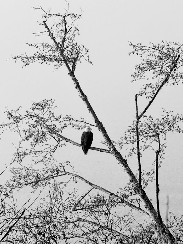 CamanoIsland_Morning2 CamanoIsland_Morning2